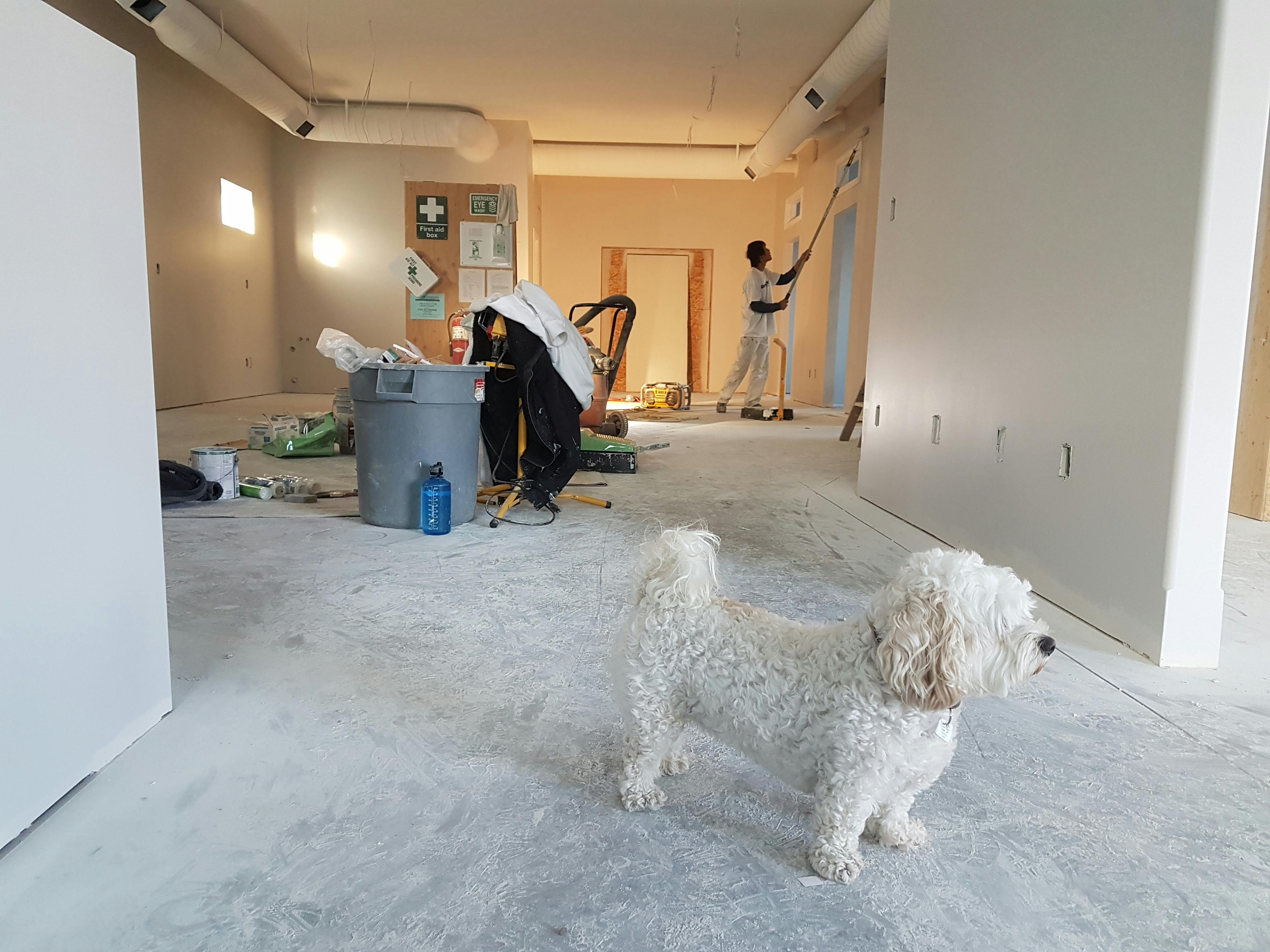 Peinture intérieure mur et plafond